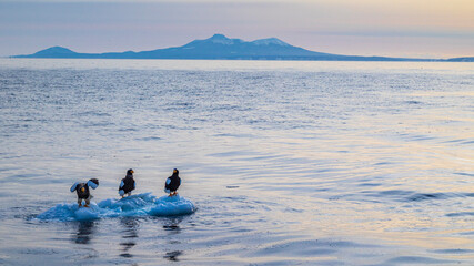 流氷の上のオオワシと国後島