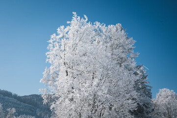 dreamy winter landscape in Les Prés d'Orvin, Swiss Jura