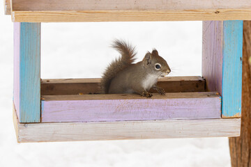 Obraz premium Red Squirrel in a Feeder
