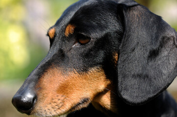 Black dachshund dog in his attitude of attention