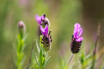 set of lavender flowers growing. Scientific name Lavandula Angustifolia. Selective focus and bokeh effect