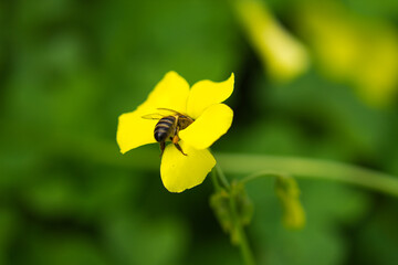 Bee pollinating yellow flower with the scientific name of oxalis pes - caprae. Close-up with out focus background and bokeh effect