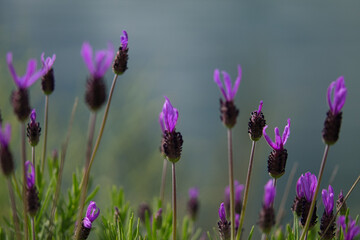 set of lavender flowers growing. Scientific name Lavandula angustifolia. Selective focus and bokeh effect