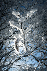 frozen and snow covered branch in winter with a single leaf