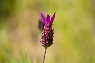 Lavender flower growing. Scientific name Lavandula Angustifolia. Selective focus and bokeh effect