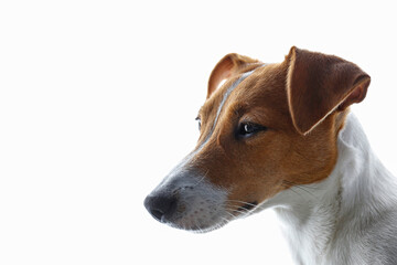 Close up portrait of cute young jack russell terrier pup with sad eyes, isolated on white background. Studio shot of adorable little doggy with folded ears. Copy space for text.