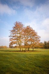 Group of tall colourful red orange brown trees in a large green field
