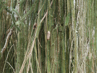 (Picea abies 'Virgata') Rameaux retombant, suspendu dessous des branches linéaires au feuillage...