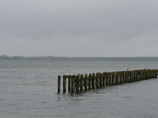 M&ouml;wen auf Holzpf&auml;hlen einer Buhne im Fleesensee in Mecklenburg-Vorpommern