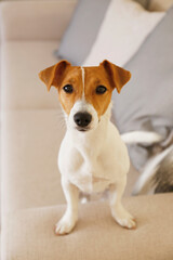 Curious Jack Russell Terrier puppy looking at the camera. Adorable doggy with folded ears, alone on the couch at home. Vase with flowers on coffee table. Close up, copy space, cozy interior background