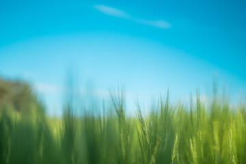 Fototapeta na wymiar Desktop background. Green wheat and blue sky. Beautiful natural grass at background
