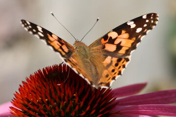 Rear View Of Painted Lady Butterfly Sitting On Coneflower