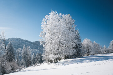 frozen tree in dreamy winter landscape in Les Prés d'Orvin, Swiss Jura