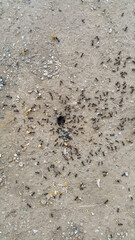 Anthill ants antbed