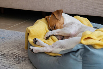 Cute sleepy Jack Russel terrier puppy with big ears resting on a dog bed with yellow blanket. Small adorable doggy with funny fur stains lying in lounger. Close up, copy space, background, top view.