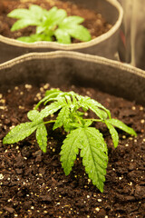 Medical and Recreational Marijuana small plants grown indoors in a pot