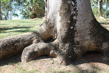 &Aacute;rbol viejo y sus ra&iacute;ces