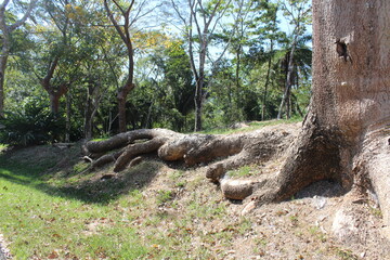 Raíces Gigantes de un árbol viejo