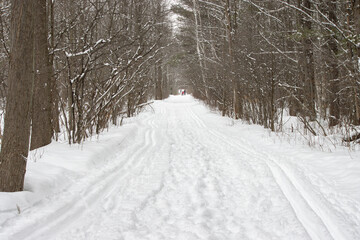 Obraz premium The Trail