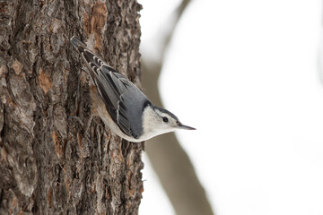 White-breasted Nuthatch on a Tree
