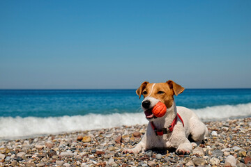 Funny looking jack russell terrier puppy wet after swimming in the sea, playing with rubber ball at...