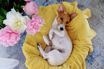 Cute sleepy Jack Russel terrier puppy with big ears resting on a dog bed with yellow blanket. Small adorable doggy with funny fur stains lying in lounger. Close up, copy space, background, top view.