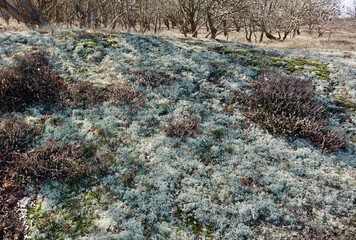 Early spring in the dunes of Solleveld of The Hague 