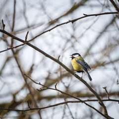 Obraz premium great tit perching on a small twig