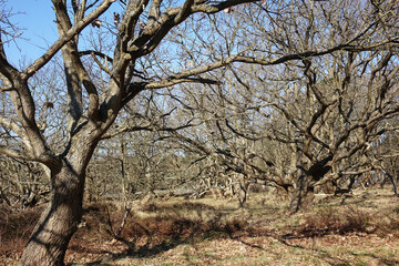 Fototapeta na wymiar Early spring in the dunes of Solleveld of The Hague 