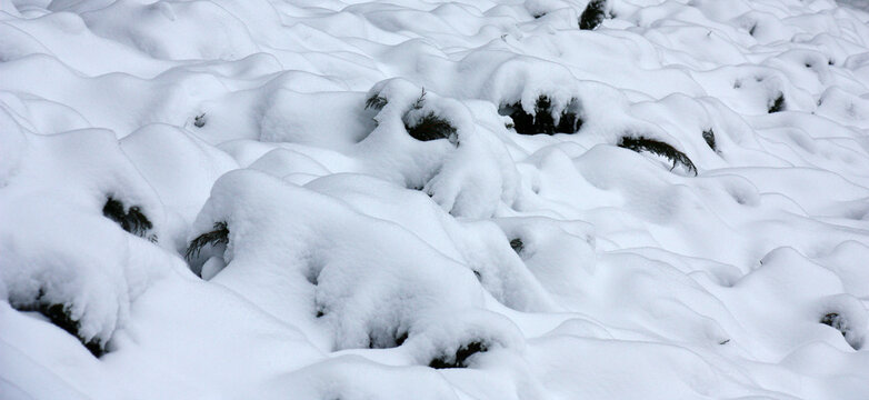 Winter Day In The Park. The Big Massif Of A Juniperus Sabina Is Covered With A Layer Of White Fluffy Snow.