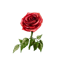 Rose flower with leaf. Vector color vintage hand drawn hatching illustration