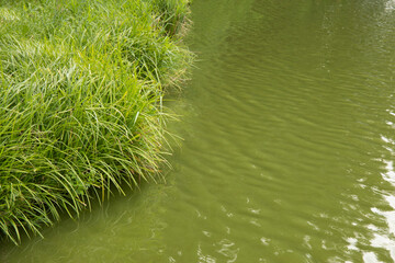 Image of small fishing lake with green water and rags around with copy space
