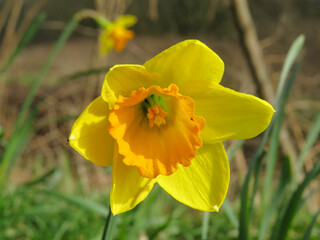 Obraz premium beautiful bright yellow daffodil on a bright spring day