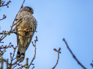 beautiful kestrel bird of prey on a spring day
