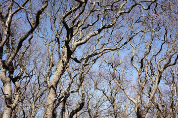 Early spring in the dunes of Solleveld of The Hague 