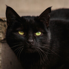 A stray black cat with a ragged ear. The look of an animal.