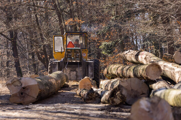 The harvester working in a forest. Harvest of timber. Firewood as a renewable energy source....