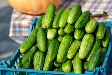 fresh cucumbers at a rural fair in large quantities