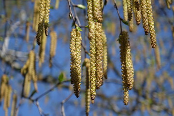 Close-up of Catkins of a willow