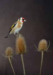 Goldfinch perching on teasels