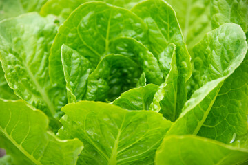Lettuce growing in garden, fresh organic vegetables