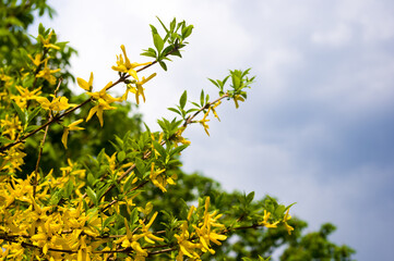 A large bush of bright yellow flowers of the Forsythia plant, Easter tree, in the park on a sunny day in early spring, a beautiful floral background.