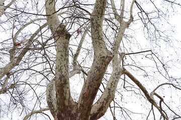 Sycamore Tree in Rome
