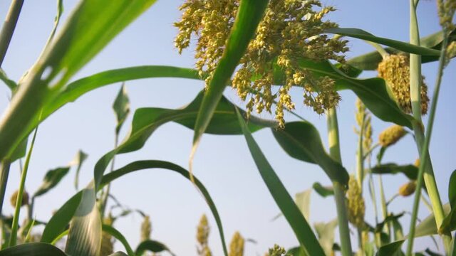 Kaoliang Imagens Procure 230 fotos, vetores e vídeos Adobe Stock