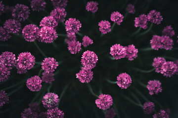 Pink flowers in a garden. - 419189475