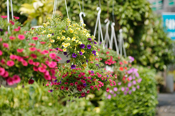 Pink, yellow and puple petunia flowers hanging in plastic pots in nursery garden