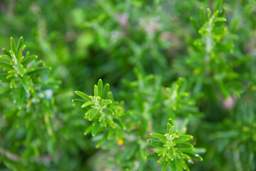 Rosemary growing in garden, fresh organic aromatic herbs