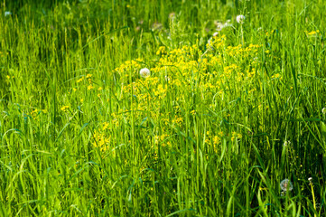 Spring Blooming field - bright green plants, grass and wildflowers with young foliage on a bright warm sunny day in early spring.