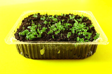In a transparent container, the soil, sprouted seedlings of citrus kiwi or tangerine. Yellow background.