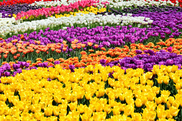 blooming tulips of different colors and varieties. Multicolored blooming fields of tulips. Natural floral background. sale of tulips, exhibition or landscape design. decoration of greeting cards